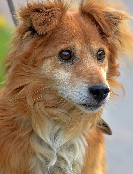 Kleine Rode Hond Pooch Voor Een Wandeling Zomer — Stockfoto