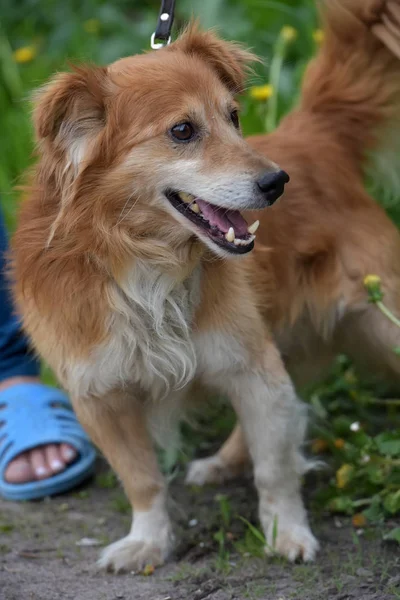 Kleiner Roter Hundehaufen Für Einen Spaziergang Sommer — Stockfoto