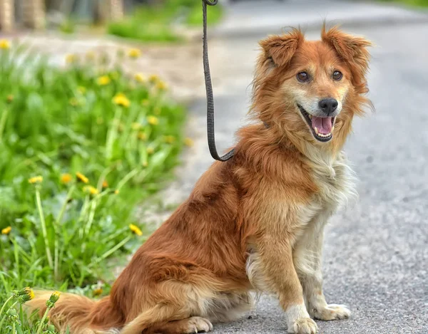 Perrito Pequeño Perro Rojo Para Paseo Verano — Foto de Stock