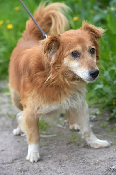 Kis Vörös Kutya Kuvasz Egy Séta Nyár — Stock Fotó