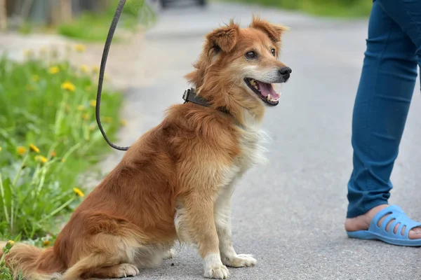 Kis Vörös Kutya Kuvasz Egy Séta Nyár — Stock Fotó