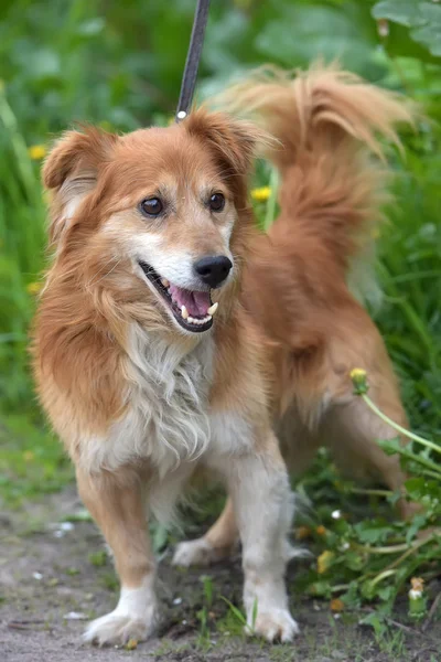 夏の散歩に小さな赤い犬犬 — ストック写真