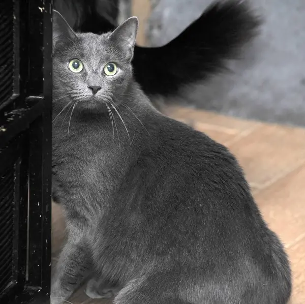 Толстая Серая Короткошёрстная Кошка — стоковое фото