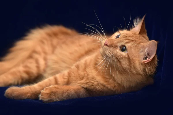 Jonge Rode Kat Liggend Een Donker Blauwe Achtergrond — Stockfoto