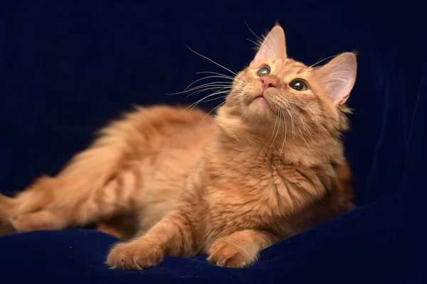 Giovane Gatto Rosso Sdraiato Uno Sfondo Blu Scuro — Foto Stock