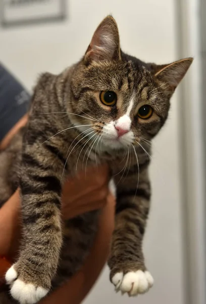 Rayas Con Patas Blancas Gato Los Brazos — Foto de Stock