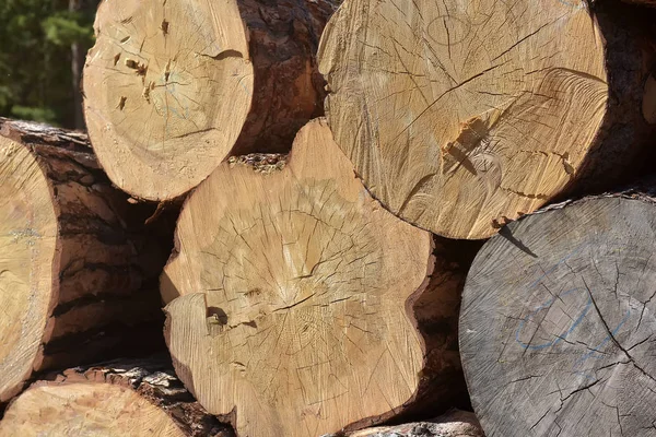 Grandes Árboles Talados Tumbados Suelo —  Fotos de Stock