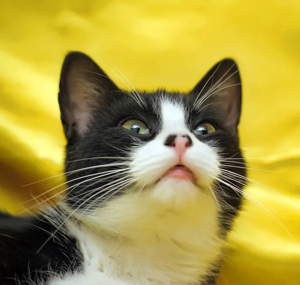 Czarny Białym Krótkowłose Kot Europejski Żółtym Tle — Zdjęcie stockowe