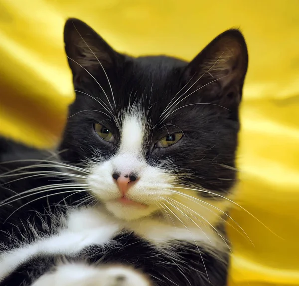 Preto Com Branco Cabelos Curtos Gato Europeu Fundo Amarelo — Fotografia de Stock