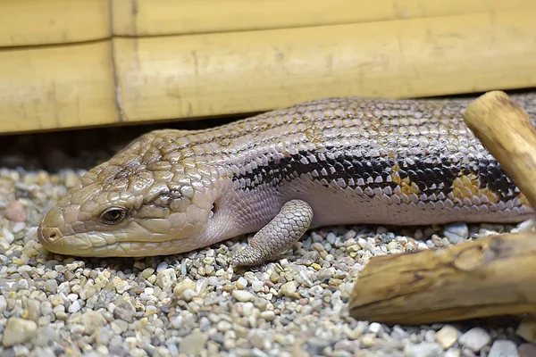 Afrikanska Fett Tailed Gecko — Stockfoto