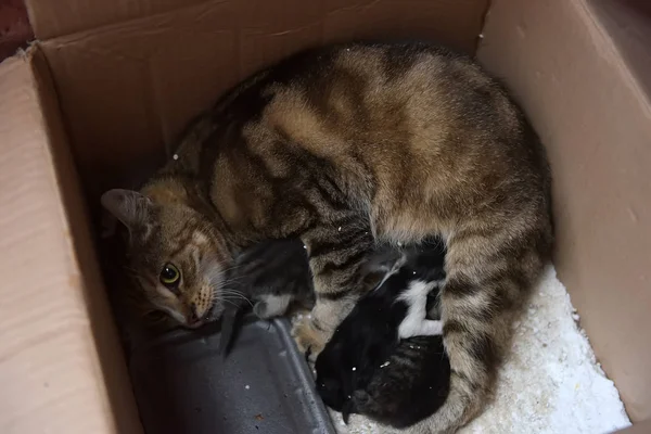 Obdachlose Katze Mit Kätzchen Einer Box Auf Der Straße Die — Stockfoto