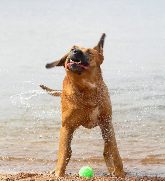 the red dog shakes off the water