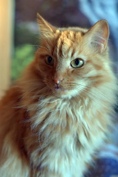 Красивый Красный Пушистый Портрет Кота — стоковое фото