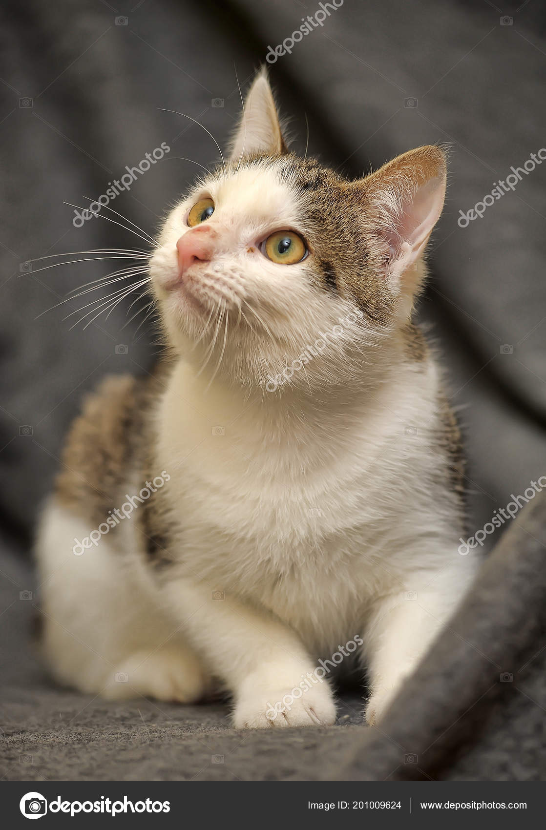 Blanc Avec Gris Jeune Chat Avec Nez Pelé Photographie