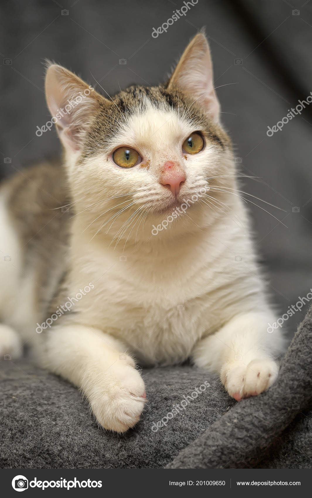 Blanc Avec Jeune Chat Gris Avec Nez Pele Image Libre De Droit Par Evdoha C Blanc Avec Jeune Chat Gris Avec Nez Pele Image Libre De Droit Par Evdoha C