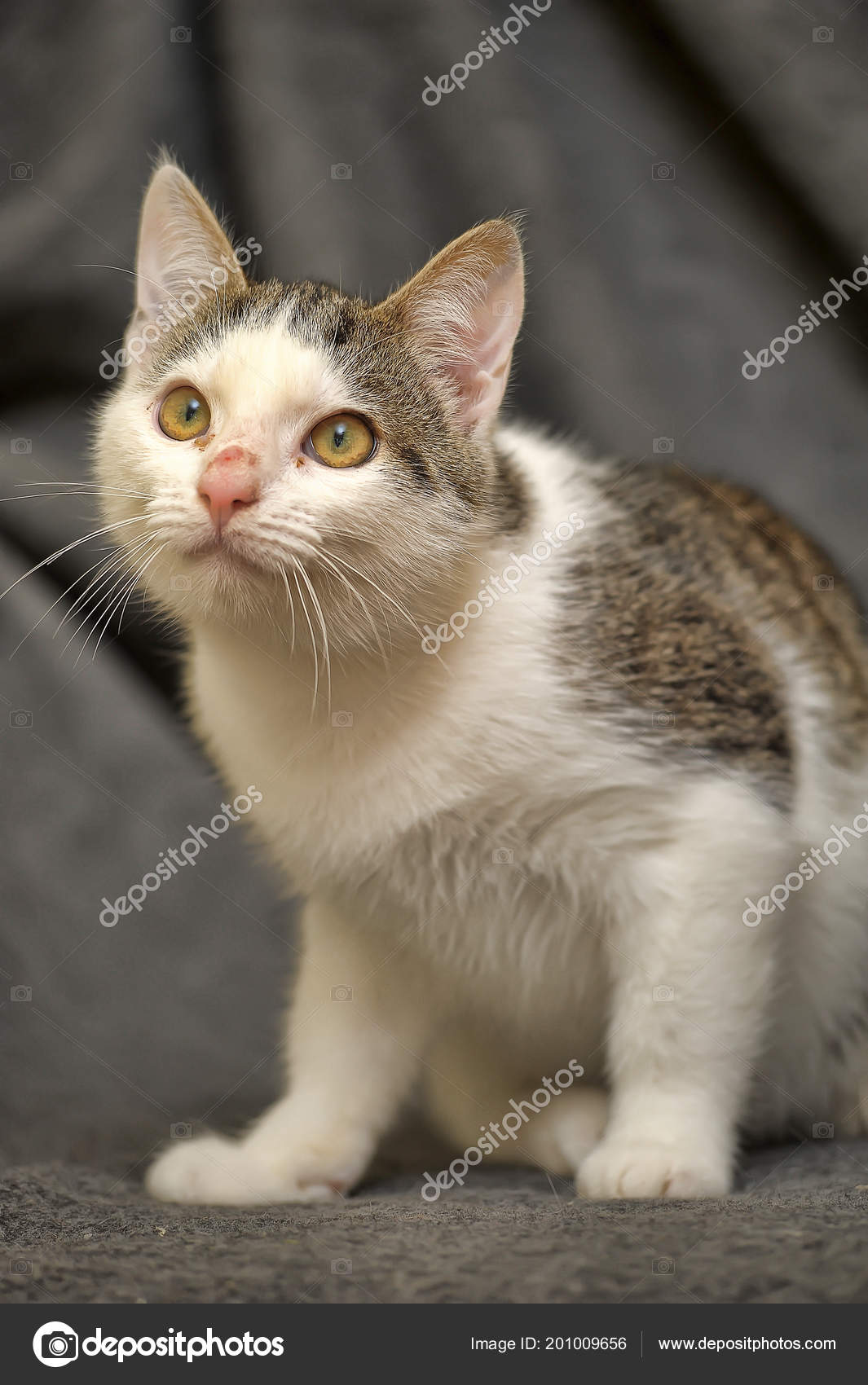 Blanc Avec Gris Jeune Chat Avec Nez Pelé Photographie