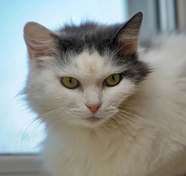 Blanc Avec Chat Forestier Norvégien Duveteux Gris — Photo