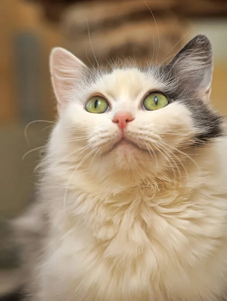 Blanco Con Gris Esponjoso Noruego Bosque Gato —  Fotos de Stock