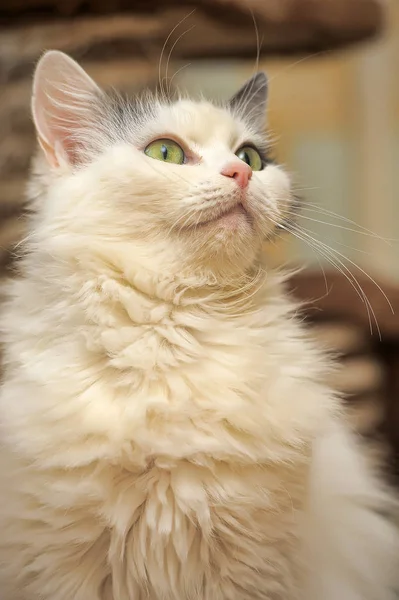 Білого Кольору Сірими Пухнасті Норвезький Лісовий Кіт — стокове фото