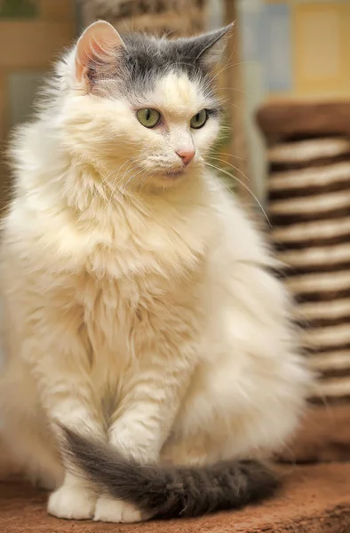 Blanco Con Gris Esponjoso Noruego Bosque Gato — Foto de Stock