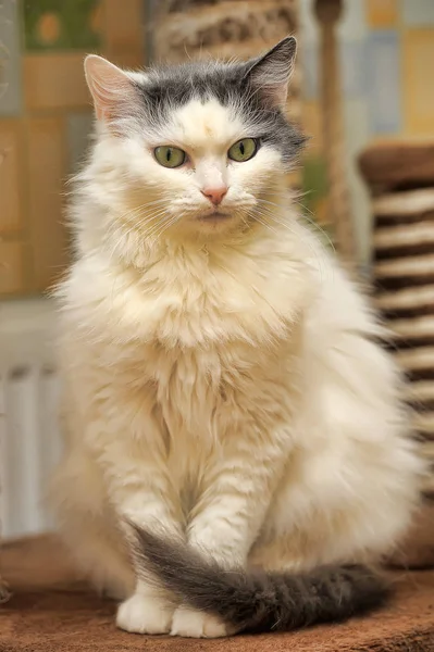 Blanco Con Gris Esponjoso Noruego Bosque Gato —  Fotos de Stock