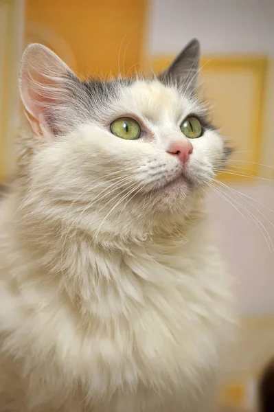 Blanc Avec Chat Forestier Norvégien Duveteux Gris — Photo