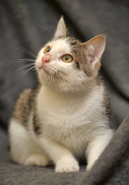 Branco Com Cinza Jovem Gato Com Nariz Descascado — Fotografia de Stock