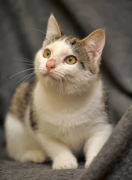 Wit Met Grijze Jonge Kat Met Een Geschilde Neus — Stockfoto