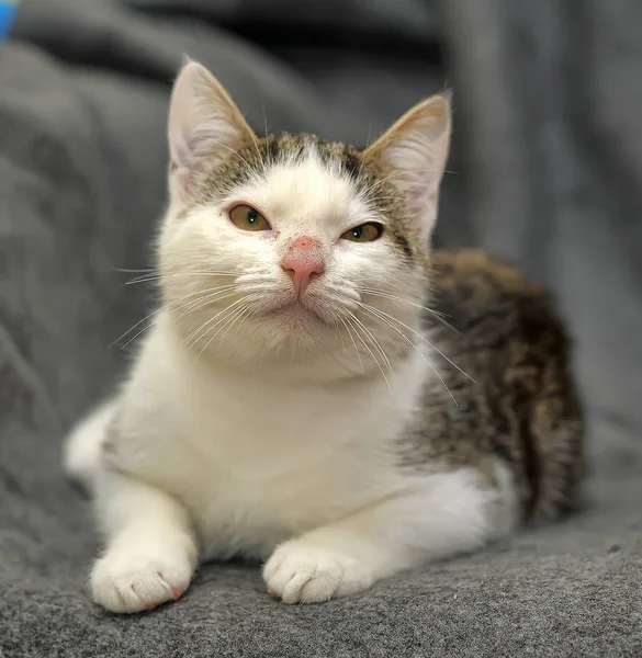 Blanco Con Gris Gato Joven Con Una Nariz Pelada —  Fotos de Stock