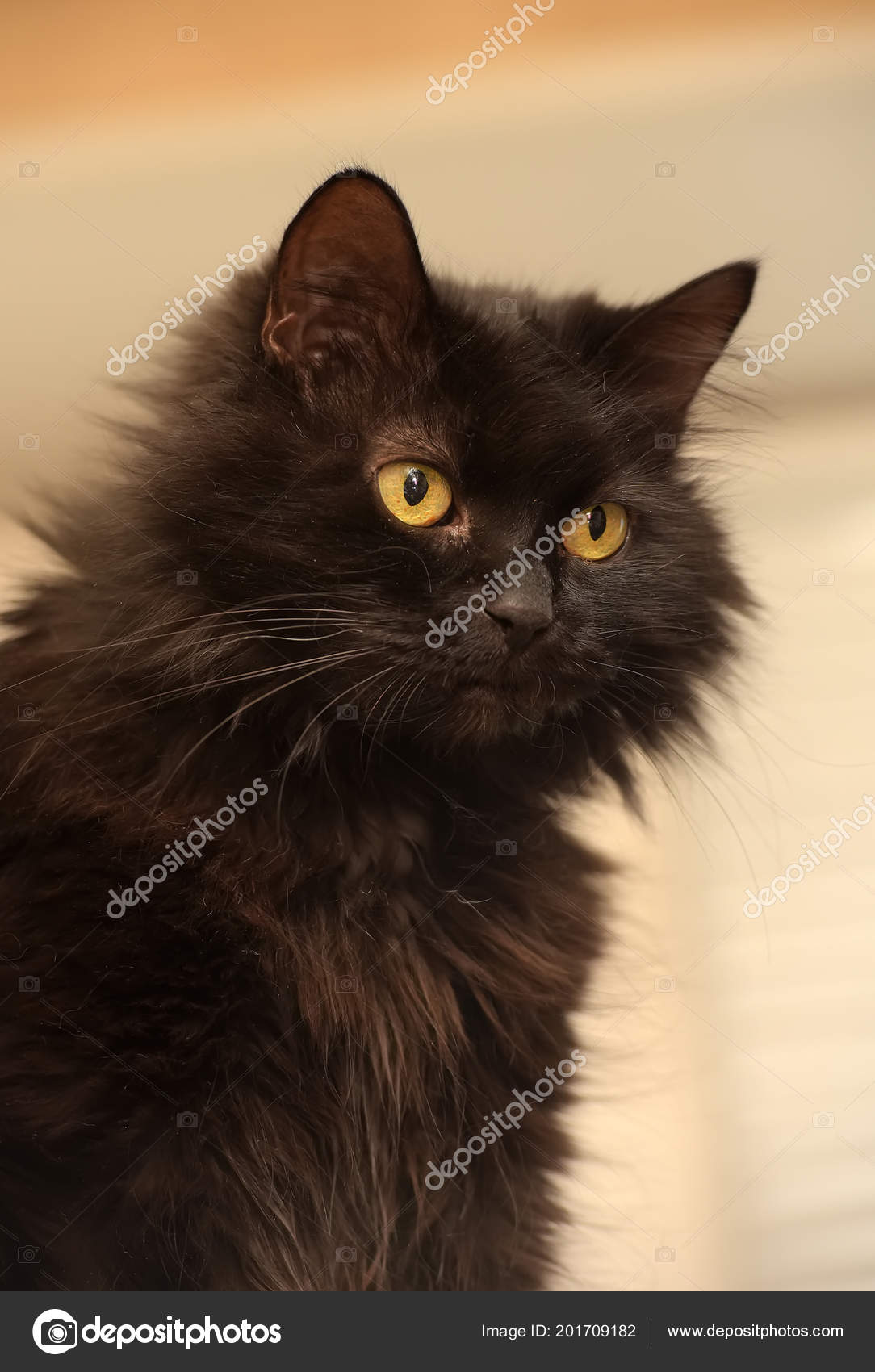 Black Cat Breed Chantilly Tiffany Stock Photo Image By C Evdoha