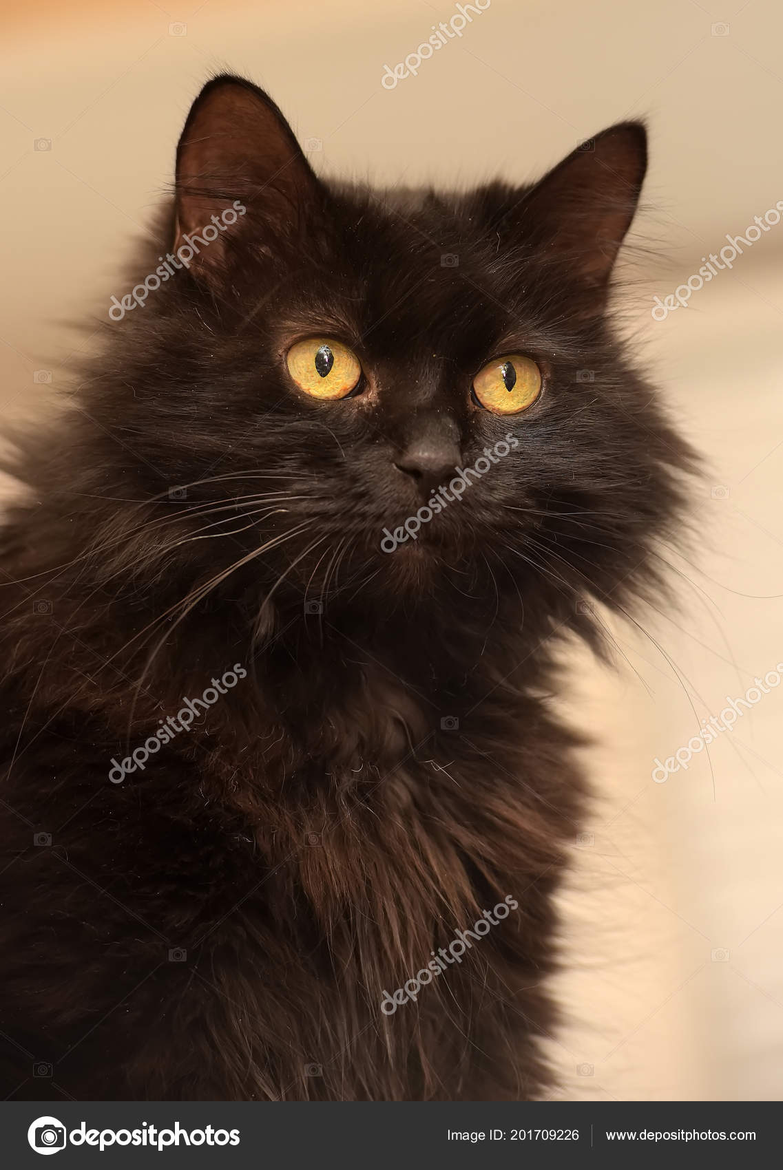 Black Cat Breed Chantilly Tiffany Stock Photo By C Evdoha
