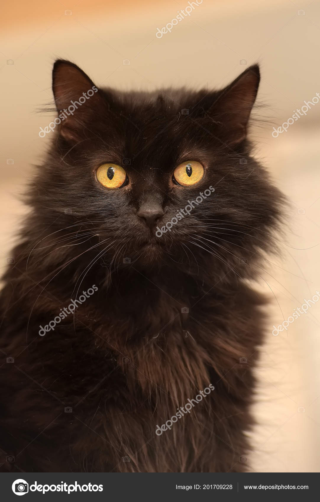 Black Cat Breed Chantilly Tiffany Stock Photo Image By C Evdoha
