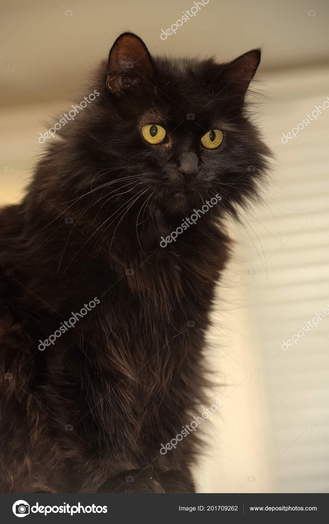 Black Cat Breed Chantilly Tiffany Stock Photo C Evdoha 201709262
