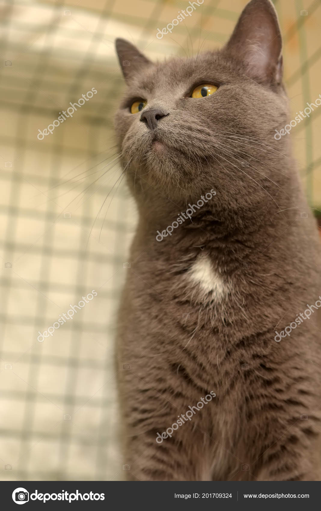 Gray White Speck His Chest British Cat Cage Stock Photo C Evdoha
