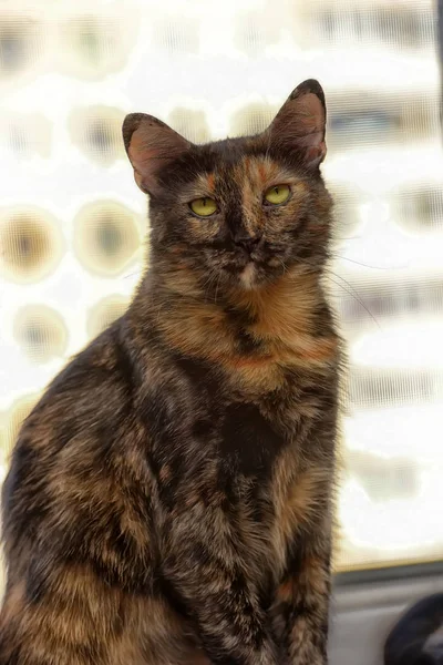 Tortie Short Haired Cat Portrait — Stock Photo, Image