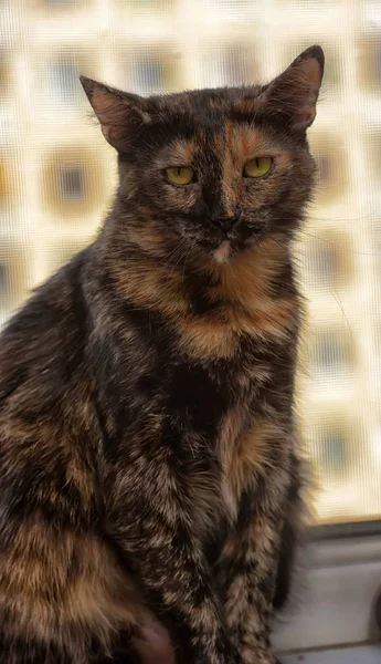 Tortie Portrait Chat Aux Cheveux Courts — Photo