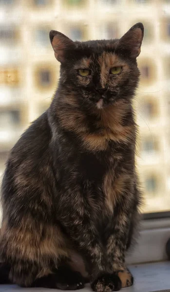 Σύντομη Μαλλιά Γάτα Πορτρέτο Tortie — Φωτογραφία Αρχείου