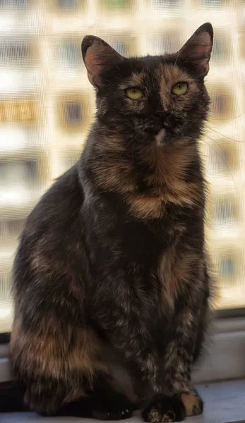 Tortie Short Haired Cat Portrait — Stock Photo, Image