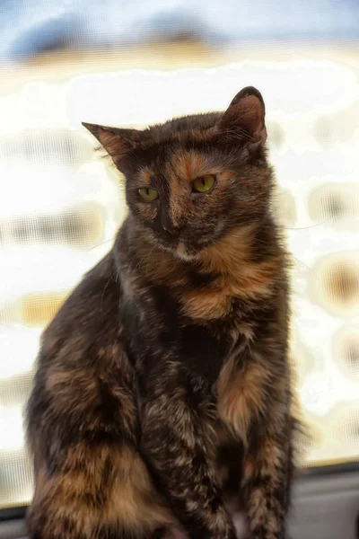 Želvovinová Krátkosrstá Kočka Portrét — Stock fotografie