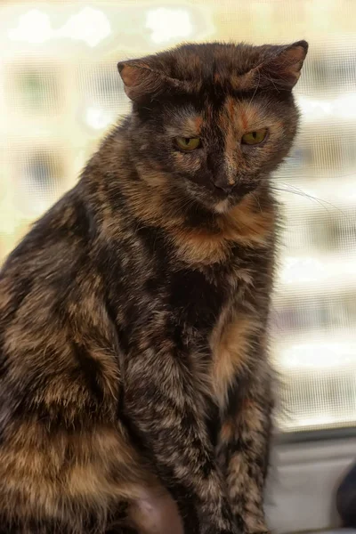 Tortie Portrait Chat Aux Cheveux Courts — Photo