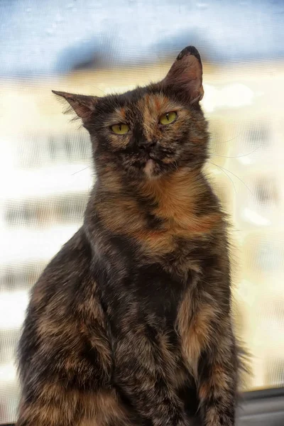 三毛ネコの短毛猫の肖像画 — ストック写真