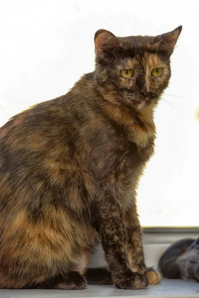 Tortie Retrato Gato Pelo Corto — Foto de Stock