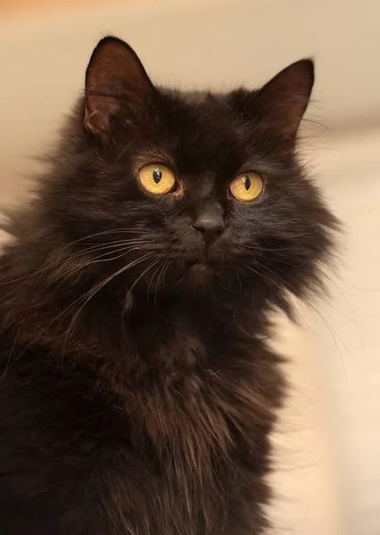 Чорна Кішка Породи Шантільї Тіффані — стокове фото