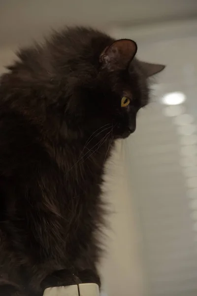 Черная Кошка Породы Шантилли Тиффани — стоковое фото