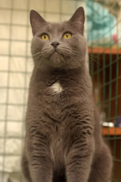 Gris Con Una Mota Blanca Pecho Gato Británico Una Jaula — Foto de Stock