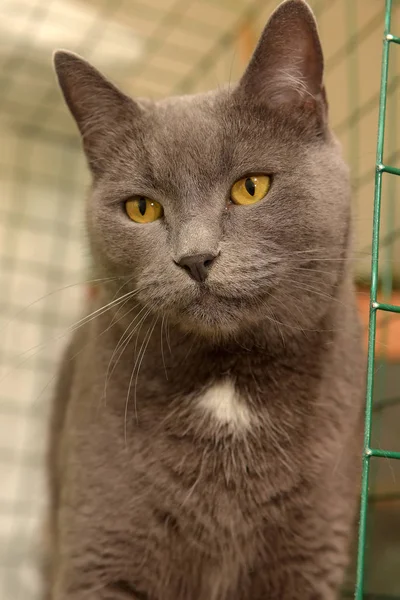 Gris Avec Une Tache Blanche Sur Poitrine Chat Britannique Dans — Photo