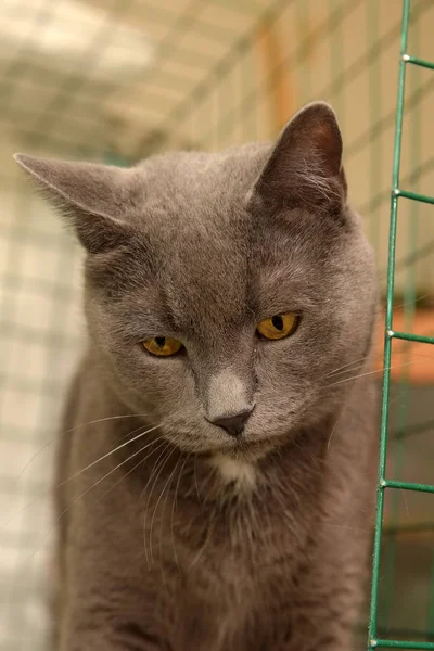 Grigio Con Granello Bianco Sul Petto Gatto Britannico Una Gabbia — Foto Stock