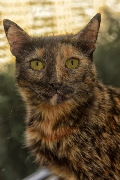 Tortie Short Haired Cat Portrait — Stock Photo, Image