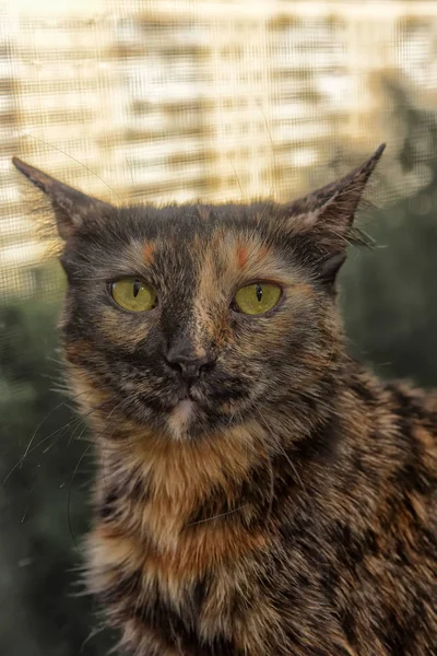 Schildpatt Kurzhaarige Katze Porträt — Stockfoto