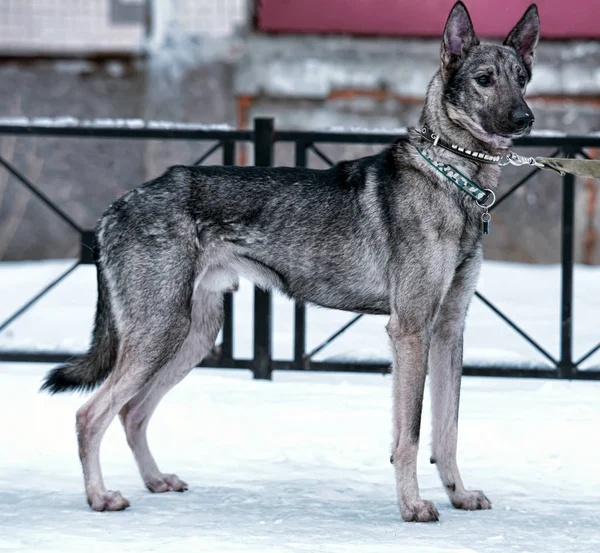 Grauer Hundehaufen Der Leine Winter — Stockfoto